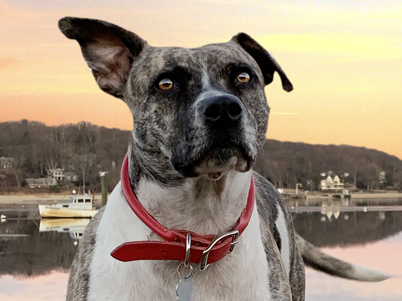 Ms. Reese - Studio Pitbull Mascot